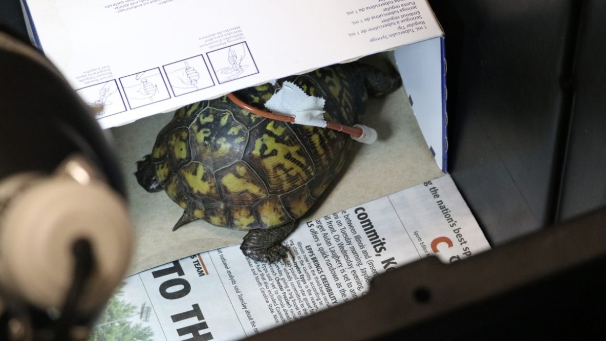 Box turtle in wildlife recovery center